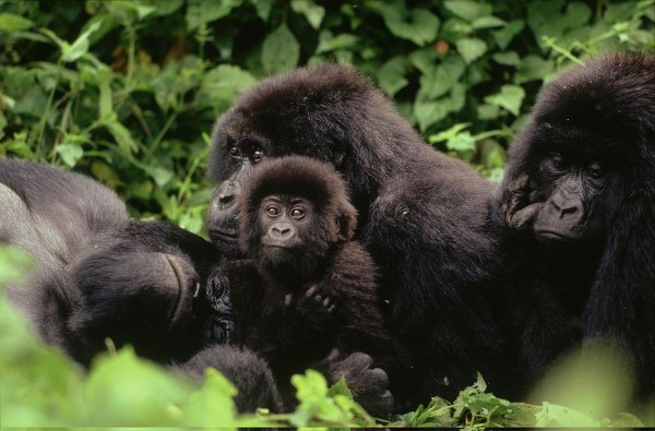 Gorilla Trekking Virunga National Park