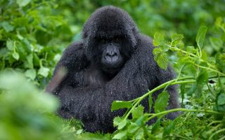 Wildlife Parks To Explore in Uganda in 2022