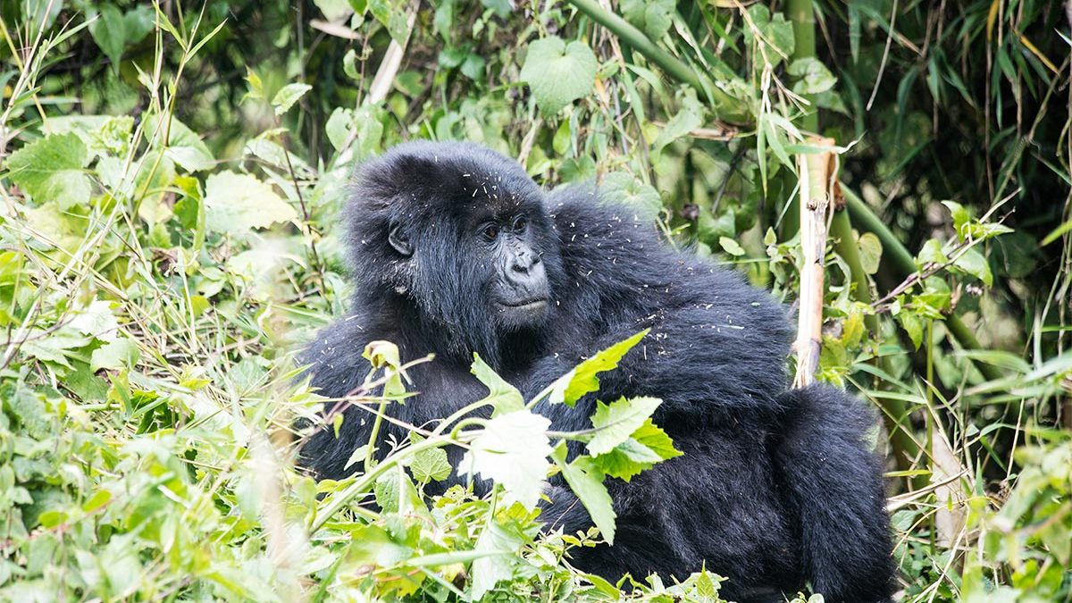 3 Days Bwindi Gorilla Habituation From Kigali