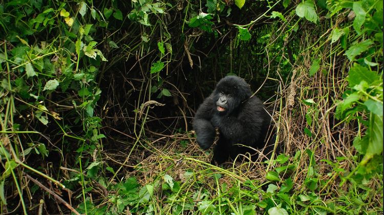 3 Days Virunga Gorilla Trekking