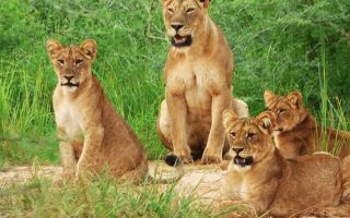 3 Days Akagera National Park safari