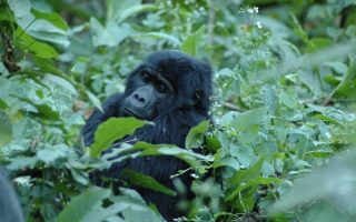4 Days Gorilla and Chimpanzee Tour