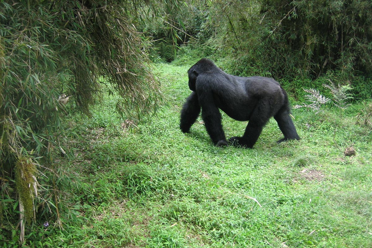 3 Days Bwindi Gorilla Trekking Tour