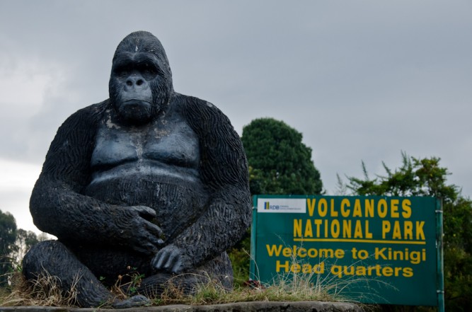 Gorilla Trekking in Volcanoes National Park