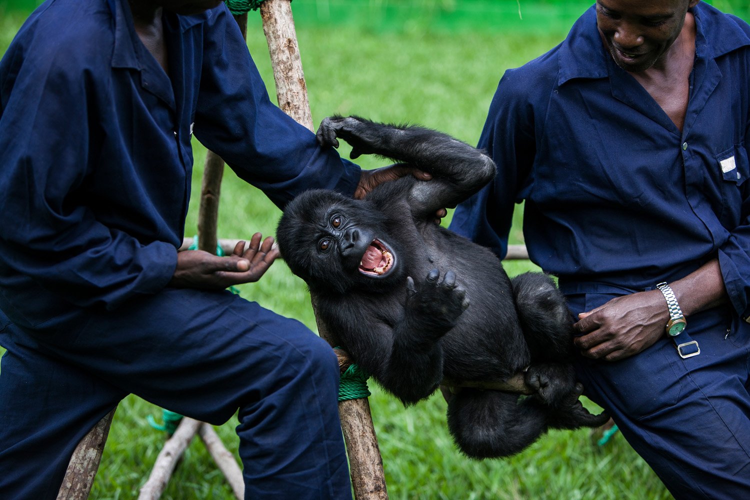 11 days Congo Gorilla Safari and Tchegera Island Retreat