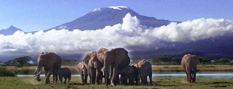 Best time to observe wildlife in Kenya