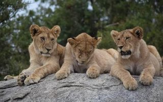 4 Days Tanzania Wildlife Safari