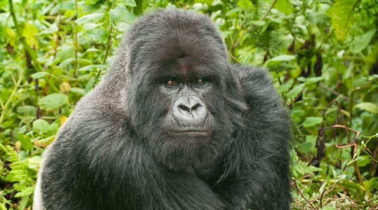 8 Days Uganda Congo Gorilla Trekking & Nyiragongo Hike