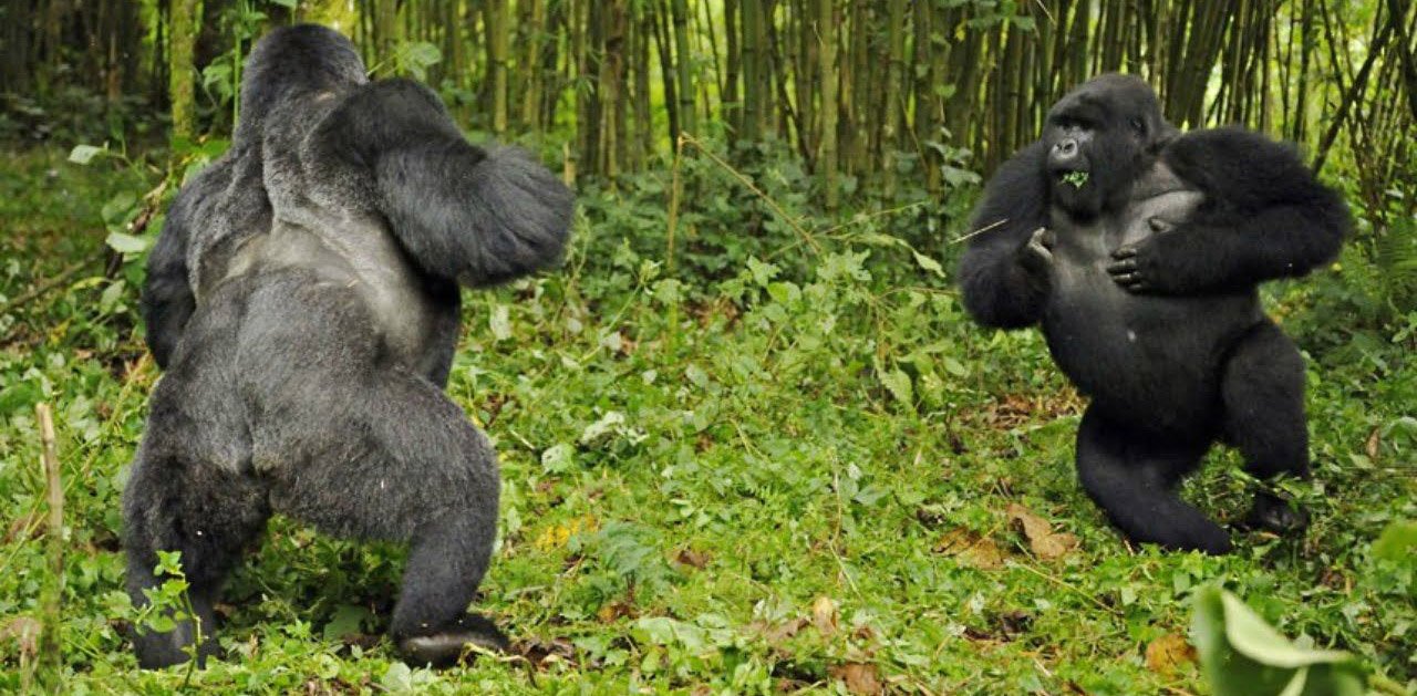 Are gorillas dangerous?