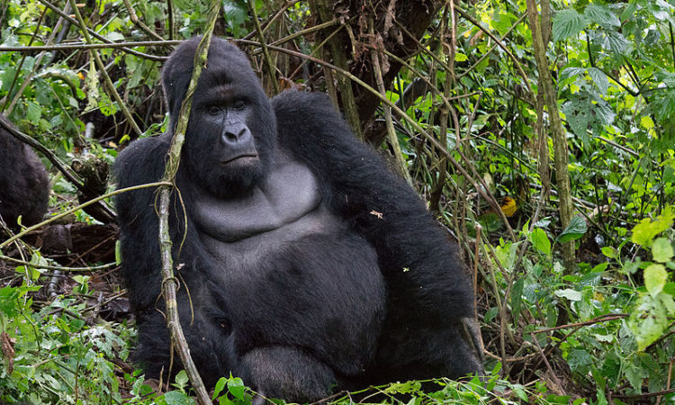 11 days Congo Gorilla Safari and Tchegera Island Retreat