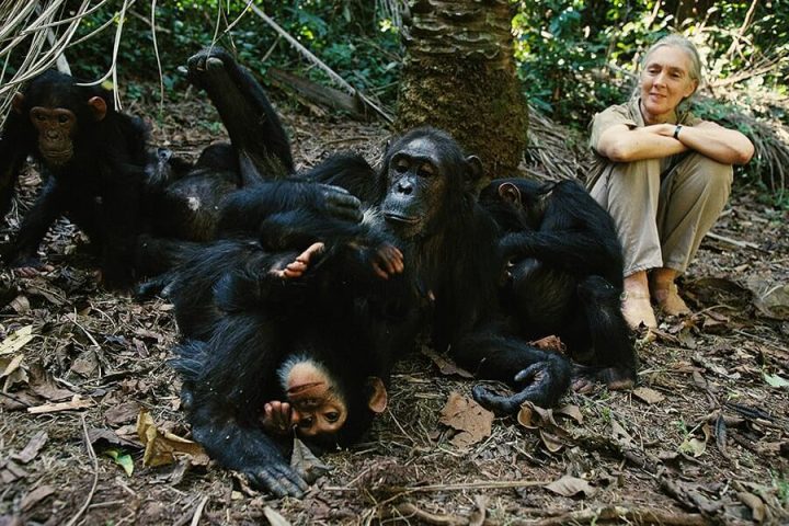 Where to see Chimpanzees in Uganda